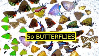 I GOT 50 TROPICAL BUTTERFLY SPECIMENS FROM MEXICO [upl. by Fulton]