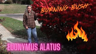 Plant of the week Euonymus Alatus the burning bush [upl. by Mervin16]