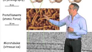 Overview of microtubules  Anthony Hyman MPICBG [upl. by Euhsoj]