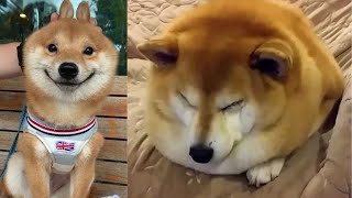 Shiba Inu are so Cute and Funny 2020  Best Shiba Videos [upl. by Neelcaj156]