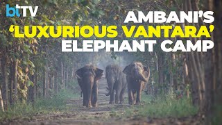 Sneak Peek Into The Ambani’s New ‘Vantara’ Elephant Camp [upl. by Ailec358]