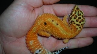 How to handle your leopard gecko [upl. by Runck]