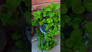 MOSQUITO REPELLENT Citronella Plant and My Pepper and Mint Plants [upl. by Anikas]