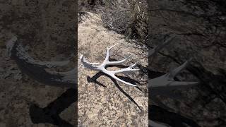 SHED HUNTING 2024  200” MULE DEER ATL [upl. by Eusoj542]