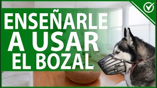 🐕 Cómo le Enseño a mi Perro a Usar el Bozal  ¿Qué Hacer para que se Acostumbre 🐕🏅 [upl. by Warden312]