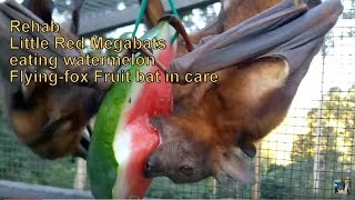 Australian rescued Bats  Rehab  Bat Megabat Little Red eats watermelon Flyingfox Fruit bat❤️🦇 [upl. by Ardnaeel]