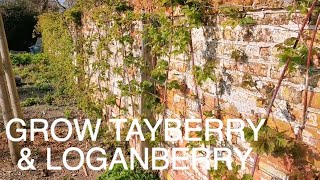 Grow Tayberry amp Loganberry [upl. by Branen78]