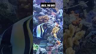 Billy the moorish Idol [upl. by Starbuck]