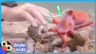 Egbert The Friendly Octopus Has A Surprise Best Friend  Animal Videos For Kids  Dodo Kids [upl. by Eicnahc852]