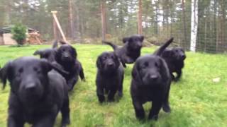 Flatcoated Retriever Puppies [upl. by Ttayw]