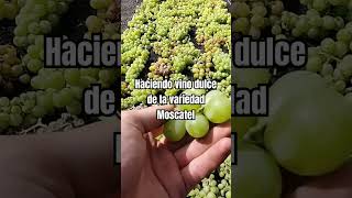 Así se hace el vino dulce Moscatel en Lanzarote [upl. by Evy685]