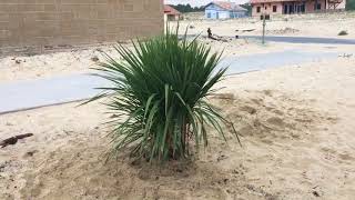 CONSIGNES A RESPECTER  PLANTATION de Cordyline dans le sable sur la dune  PART 7 [upl. by Orel]