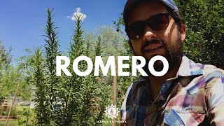 Todo Lo Que Debes Saber Sobre El ROMERO clima riego plantación beneficios cultivo del romero [upl. by Haag83]