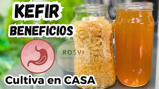 KEFIR de agua o TIBICOS Cultivo para hacerlos y todos los beneficios PROBIOTICOS a la salud [upl. by Calloway]