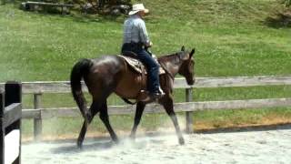 Jim Frazier amp quotBluequot  Bridleless Riding [upl. by Nichol784]