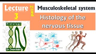 3b Histology of nervous tissue part2Peripheral nervesneurogliaDegeneration and regeneration [upl. by Lawlor]