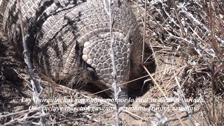 Quirquincho travel chile argentina patagonia animal animales animais love youtube trip [upl. by Akenot]