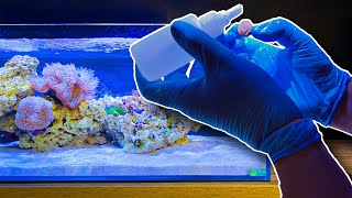 Making a Zoa Garden in my Shallow Coral Reef Tank [upl. by Bowne]