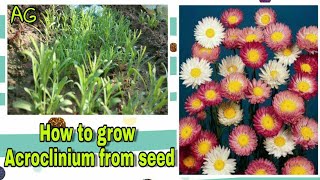 How to grow winter flower Acroclinium from seed 100 germination rate [upl. by Repsihw722]