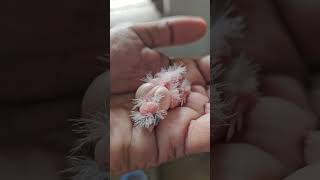 New born finch baby 😘shortvideos finches shorts [upl. by Iggep]