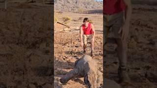 very brave to walk behind the Komodo dragon wildlife komodo animals komodotrip komodoisland [upl. by Eelnodnarb]