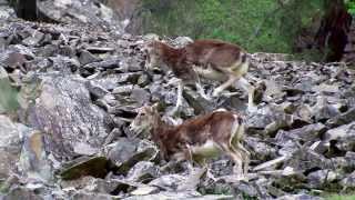 Cyprus mouflon Ovis orientalis orientalis [upl. by Eixam]