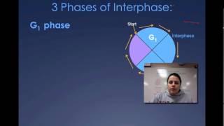 The Cell Cycle Interphase [upl. by Manlove797]