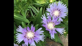 Cant resist Stokes Aster all over the garden [upl. by Emmons]