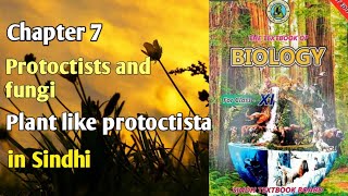 plant like protoctistaalgae class 11 biology Sindh board chapter 7 [upl. by Adiuqram]