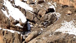 Snow Leopard walks across craggy steep cliffs  one fall and thats it [upl. by Tnilf]