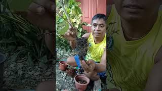 How to plant marcot guava paano magtanim ng marcot na bayabas farmercooking airlayering short [upl. by Atekan]