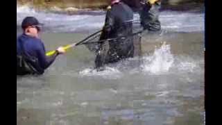 Salmon Transfer Bowmanville Ontario [upl. by Kizzee]