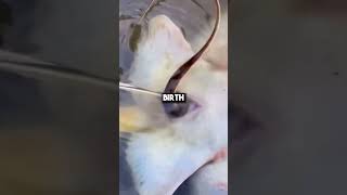 Rare video of stingrays giving birth🐟 [upl. by Kylah]