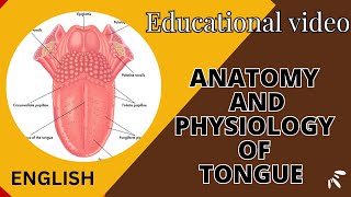 structure and functions of TONGUE  Anatomy and physiology of TONGUE [upl. by Gussi]