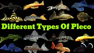 Pleco Fish Types  Different Types Of Pleco Fish [upl. by Obnukotalo902]