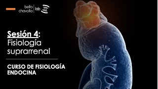 Fisiología de la glándula suprarrenal [upl. by Alaet311]