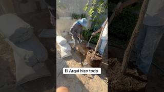 Como se planta un arbol arboles arbol reforestacion ayuda parati arqui trabajar [upl. by Aniuqaoj]