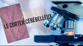 Le cortex cérébelleux  Structure histologique [upl. by Nolat707]