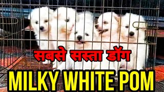 Pom Dog in India petsiconvaranasi dogbreed pets dog bestbreed pom breed popularbreeds [upl. by Stearn]