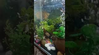 Today I bought 1 aquarium plant aquarium mollywidowfish aquariumplants clownfish fishhobbyist [upl. by Ano]