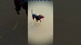 Maje maje 😂 comedy funny tamil memes doglover explore trending love dogtraining pitbull [upl. by Ayanahs]