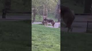 ‘Large’ Coyote Spotted Strolling Around Central Park [upl. by Vanthe]