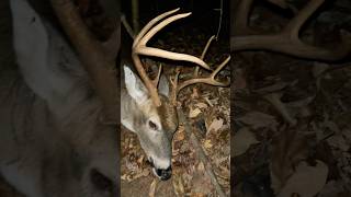 🏹 Found him 🦌whitetail buck down  N1 Outdoors archery bowhunting whitetail [upl. by Ainerol]