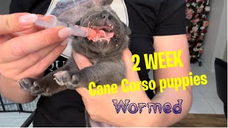 Worming my 2 week Cane Corso puppies [upl. by Sharyl]