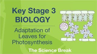 Key Stage 3 Science Biology  Adaptation of Leaves for Photosynthesis [upl. by Quinta]