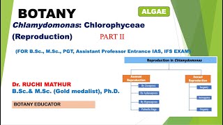 Chlamydomonas ReproductionBSc I yearMSc Botany [upl. by Celle]