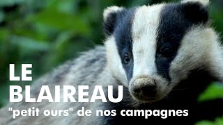 LE BLAIREAU quotpetit oursquot de nos campagnes European Badger [upl. by Arhas]