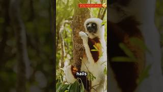 The Fascinating World of the Silver Sifaka [upl. by Sulrac]