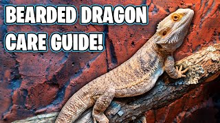 Bearded Dragon Care Guide  Beginners Guide [upl. by Krueger454]