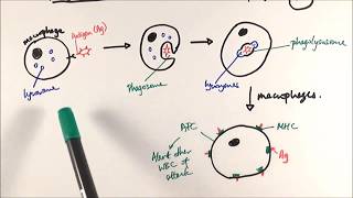 AS Biology  Phagocytosis OCR A Chapter 125 [upl. by Anelhtac]